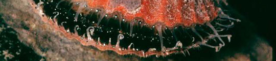 Image of underwater life