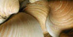 shells