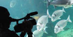cameraman