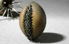 seed pod