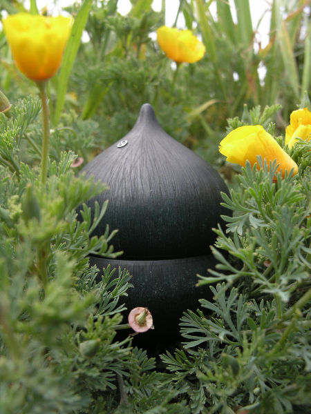 seed pod on a modern sculpture of a star
