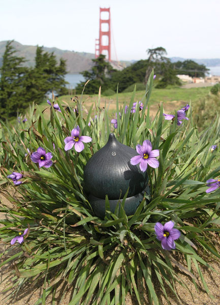 seed pod on a modern sculpture of a star