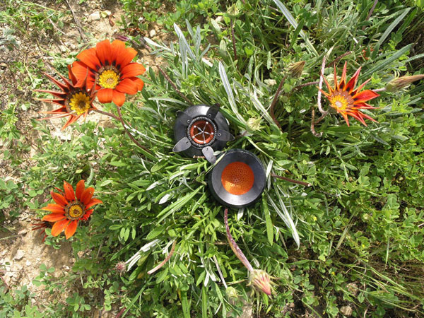 seed pod amid flowers