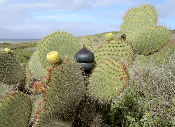seed pod amid cacti