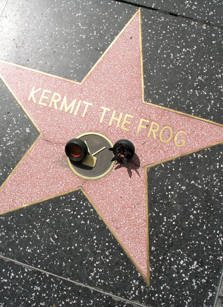 seed pod on film stars' sidewalk