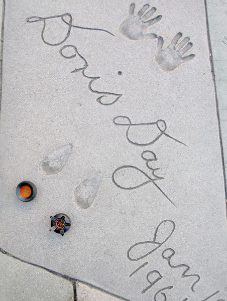 seed pod on film stars' sidewalk
