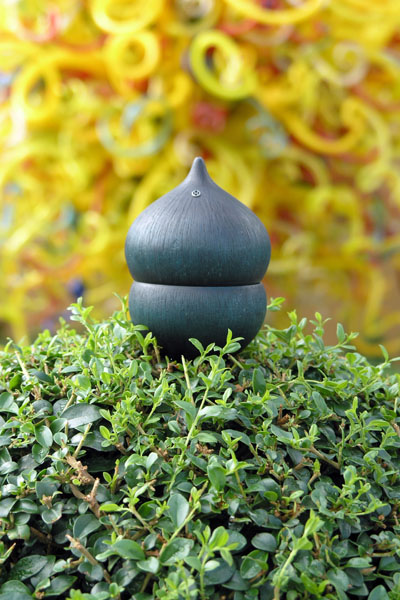 seed pod in the spring flowers