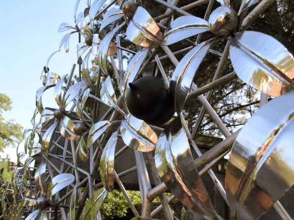 seed pod in the spring flowers