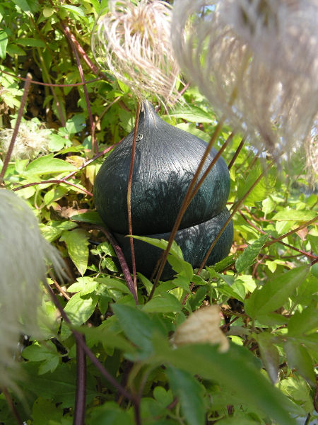 seed pod in the spring flowers