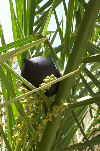 seed pod on a modern sculpture of a star
