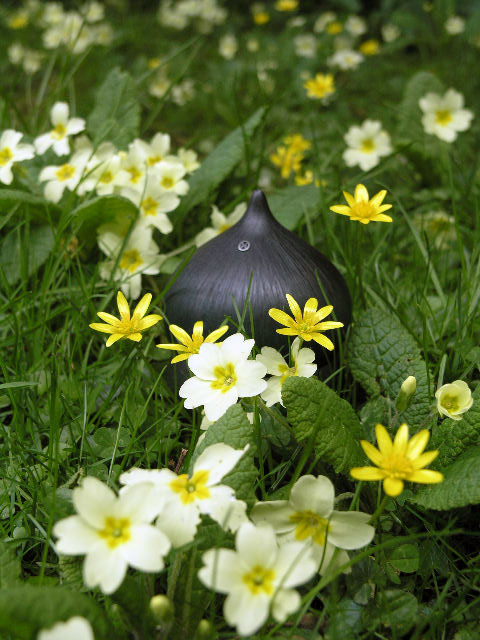 seed pod in the spring flowers
