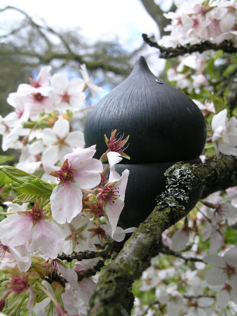 seed pod in the spring flowers