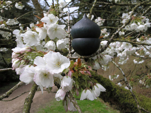 seed pod in the spring flowers