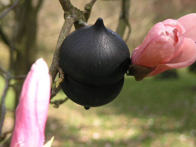 seed pod in the spring flowers