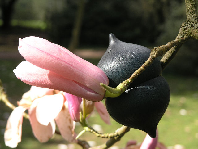 seed pod in the spring flowers