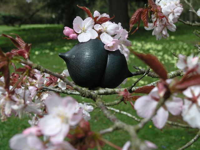 seed pod in the spring flowers
