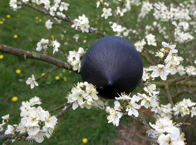seed pod in the spring flowers